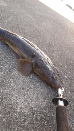 マゴチの釣果