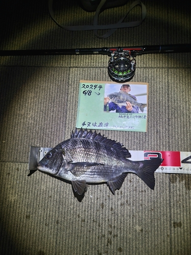 チヌの釣果