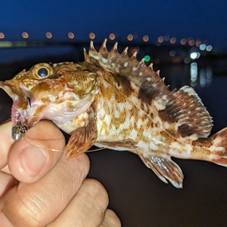 タケノコメバル