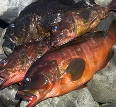 アカハタの釣果