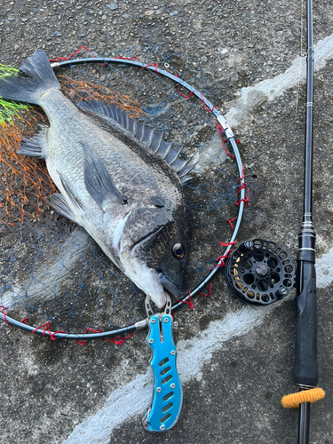 チヌの釣果