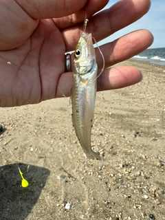 キスの釣果