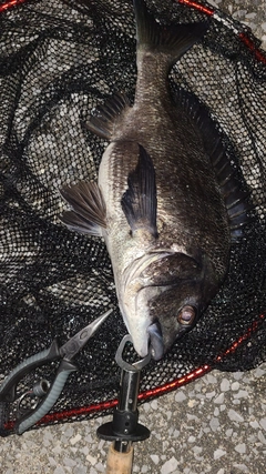 クロダイの釣果