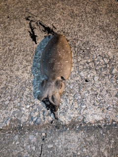 モンゴウイカの釣果