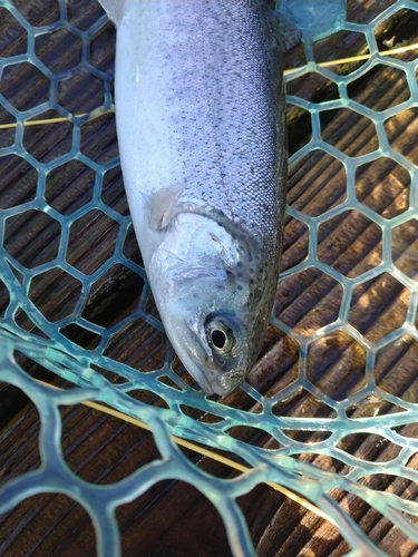 ニジマスの釣果