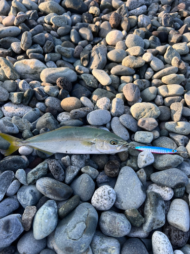 ワカシの釣果