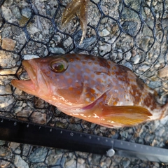 キジハタの釣果