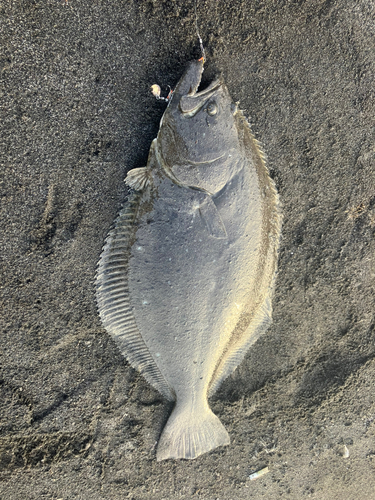 ヒラメの釣果