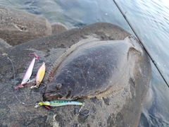 ヒラメの釣果