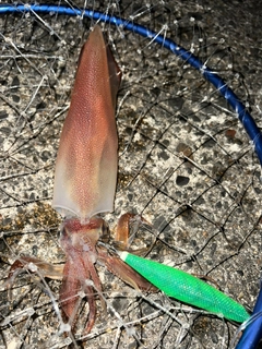 ヤリイカの釣果