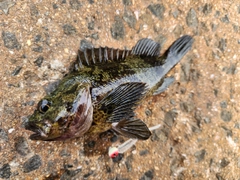 ムラソイの釣果