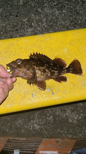 カサゴの釣果