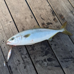 ワカシの釣果