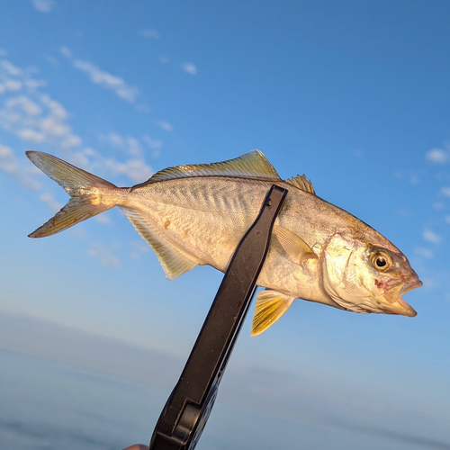 ショゴの釣果