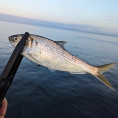 コノシロの釣果