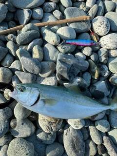 ワカシの釣果