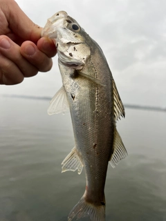 セイゴ（マルスズキ）の釣果