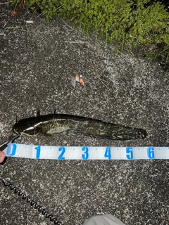 マナマズの釣果