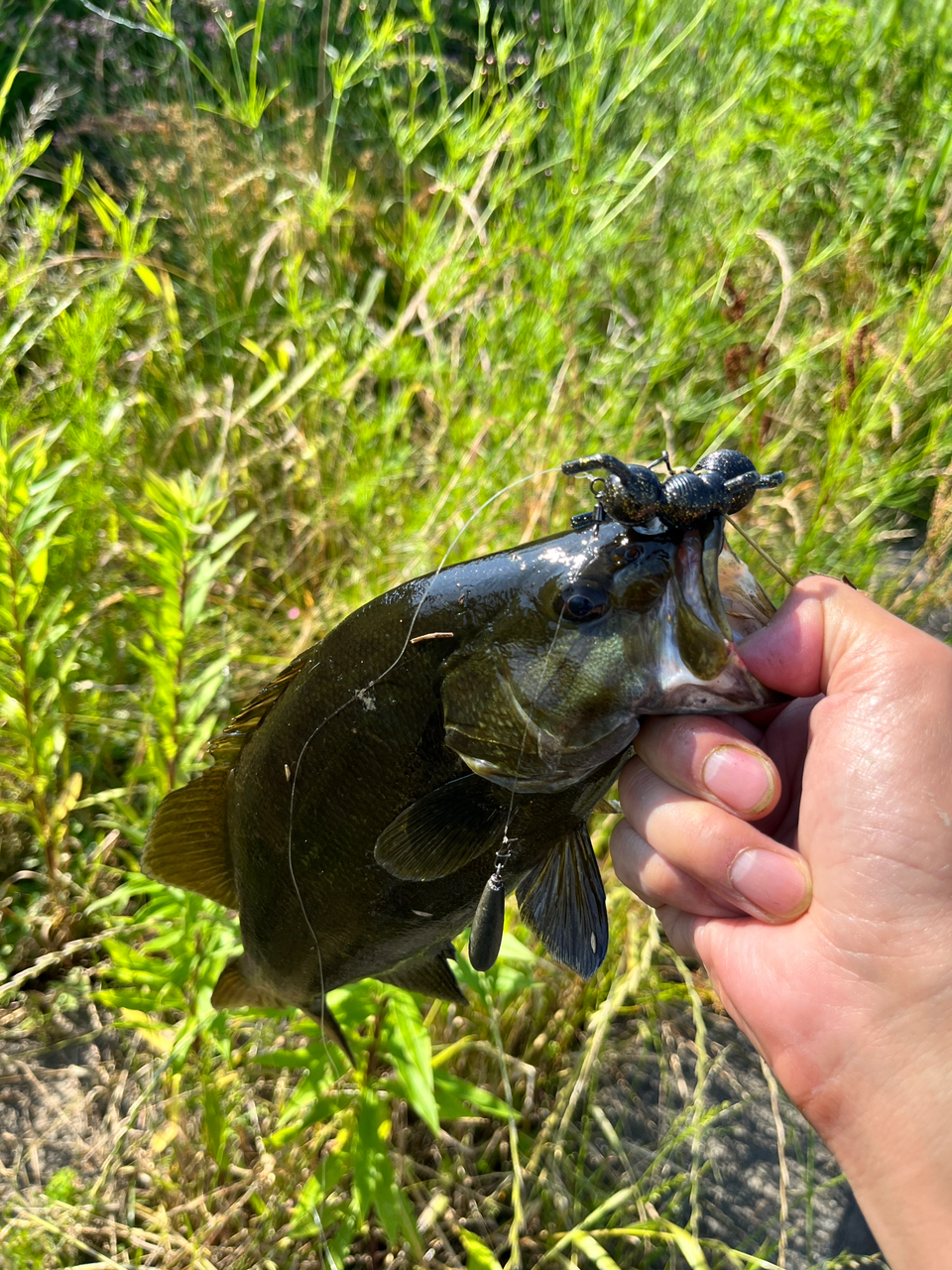 スモールマウスバス