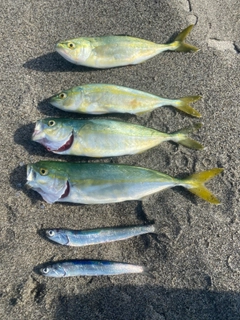 カタクチイワシの釣果