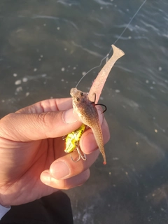 メゴチの釣果