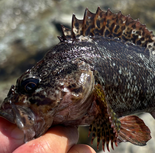 ムラソイの釣果