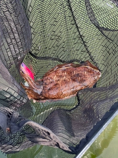 モンゴウイカの釣果