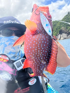 バラハタの釣果