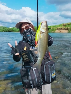 ウグイの釣果