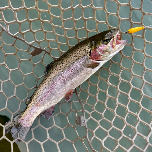 ニジマスの釣果