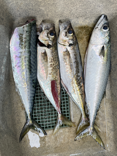 サバの釣果