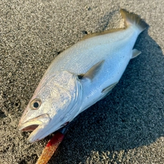 オオニベの釣果