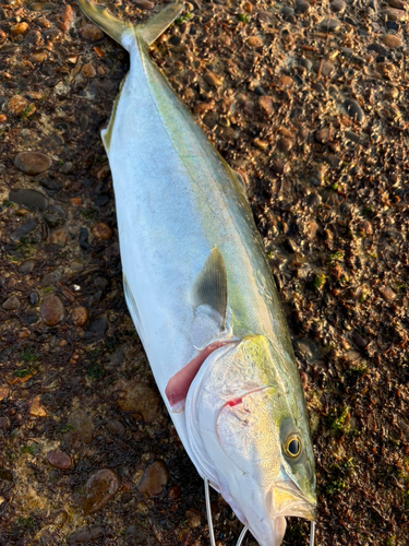 イナダの釣果