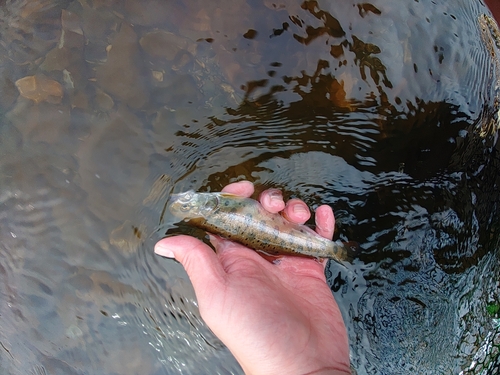 ヤマメの釣果