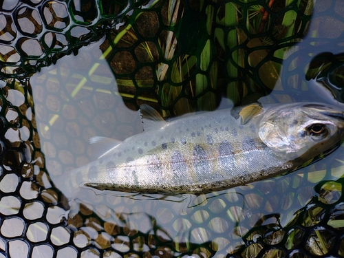 ヤマメの釣果