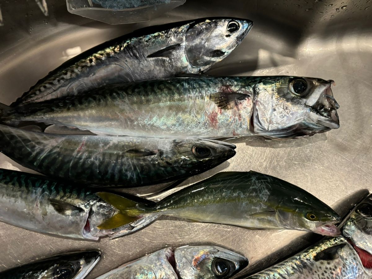 pon_yuさんの釣果 2枚目の画像