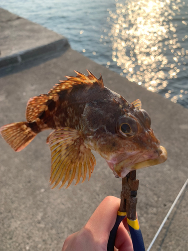 カサゴの釣果