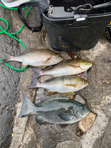 イサキの釣果