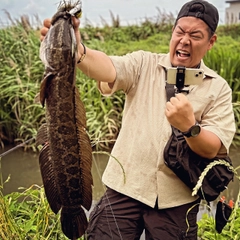 ライギョの釣果