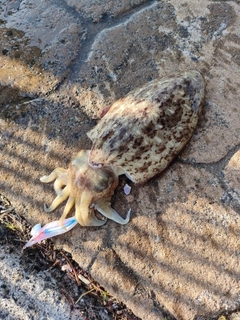 モンゴウイカの釣果