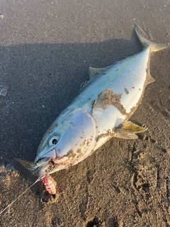 イナダの釣果