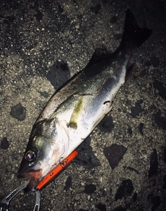 シーバスの釣果