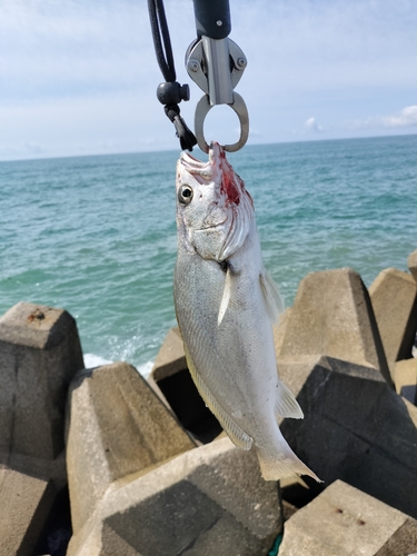 ニベの釣果