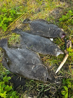 ヒラメの釣果