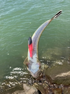 マゴチの釣果