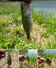 ブラックバスの釣果