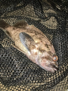 ソイの釣果