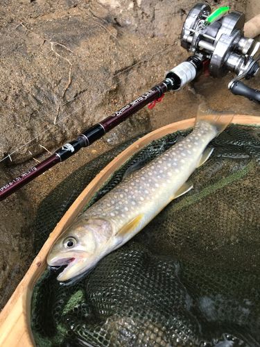 イワナの釣果