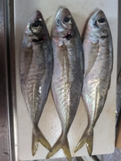 アジの釣果