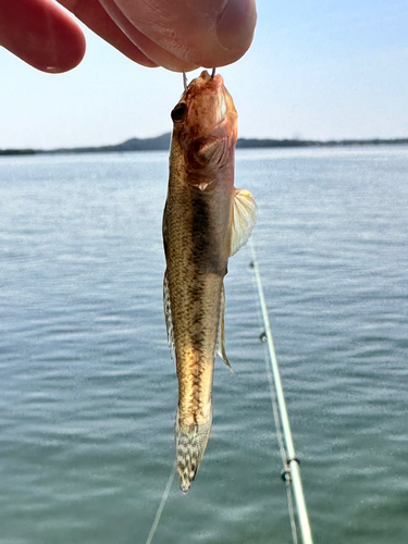 マハゼの釣果